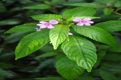 Impatiens dasysperma